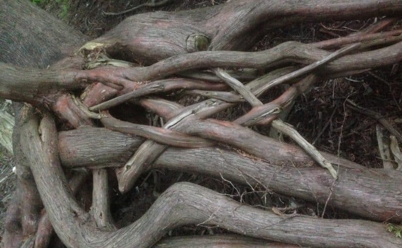What is it that makes adaptive management work?